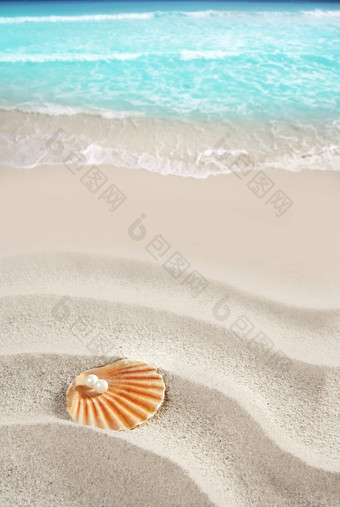 加勒比珍珠壳牌白色沙子海滩热带