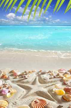 海滩沙子海星打印加勒比热带海