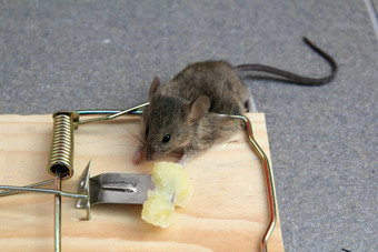 鼠标陷阱真正的鼠标弹出框奶酪