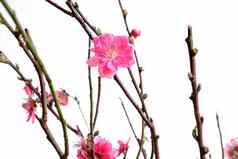 樱桃花朵中国人一年