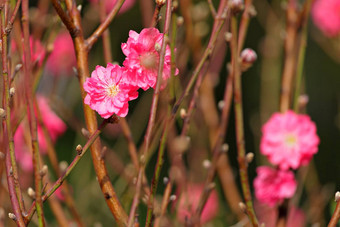 桃子开花装饰花中国人一年