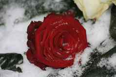 雪花红色的玫瑰