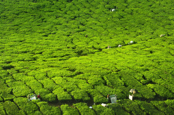 茶农场