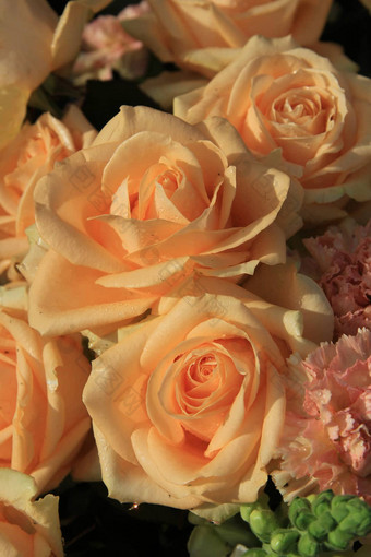 软橙色玫瑰康乃馨