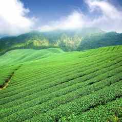 绿色茶种植园云亚洲