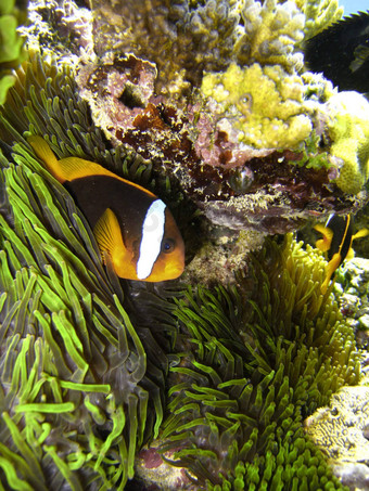 尼莫鱼伟大的障碍礁