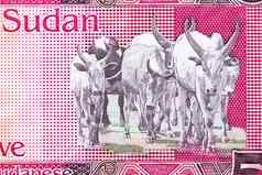桑加牛南苏丹英镑