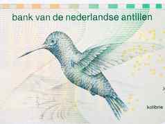蜂鸟荷兰安替列群岛钱