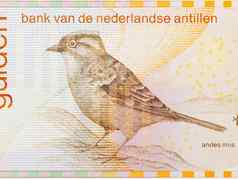 安第斯山脉的麻雀荷兰安替列群岛钱