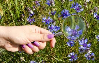女人手指甲放大玻璃蓝色的花环