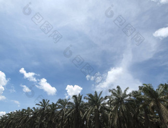 棕榈石油种植园景观