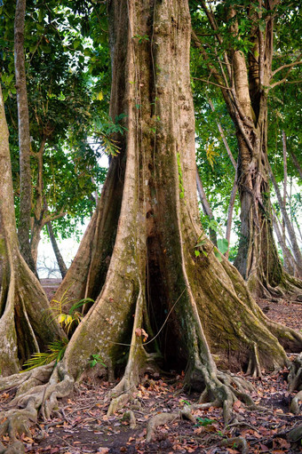 热带雨森林树科斯塔黎加