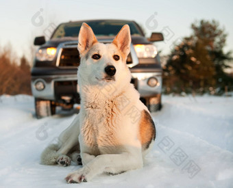 冬天肖像狗