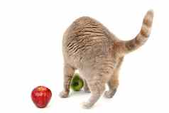 猫苹果