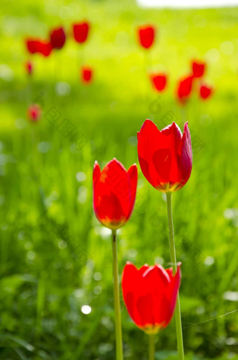 红色的郁金香花布鲁姆春天花园自然美背景