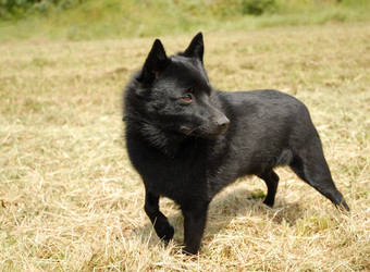 schipperke