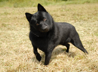 schipperke