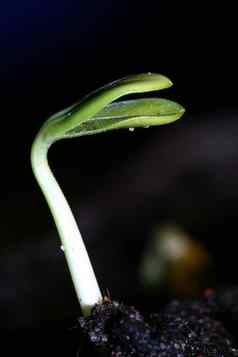 生活植物