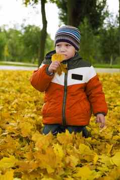 婴儿男孩黄色的秋天树叶