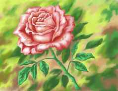 花玫瑰手绘绘画