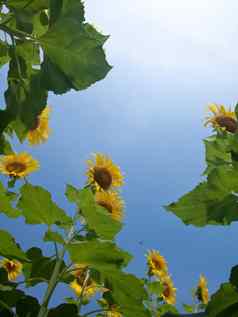 自然框架向日葵