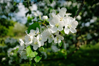 白色苹果花朵