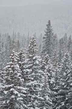 密集的森林云杉冷杉树暴风雪