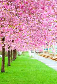 开花树春天绿色草樱花树粉红色的流