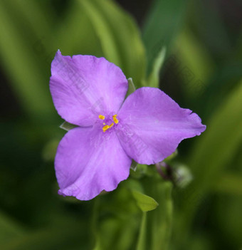 阳光魅力<strong>紫</strong>露草属花