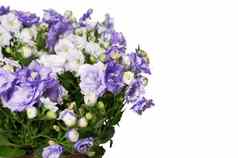 花束白色紫罗兰色的花