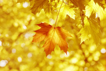 黄色的叶子浅焦点