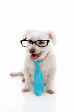 宠物狗穿领带眼镜