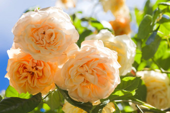 美丽的黄色的有香味的攀爬玫瑰“迷美”