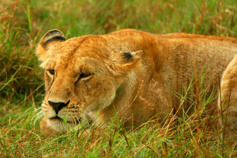 野生非洲母狮