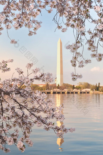 华盛顿华盛顿纪念碑框架樱桃花朵麸皮