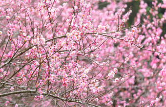 李子花开花