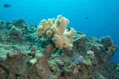 美丽的珊瑚鱼海