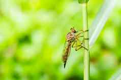 robberfly宏绿色自然