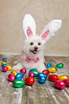 复活节兔子狗巧克力复活节鸡蛋
