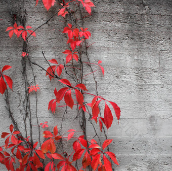 红色的攀爬植物背景