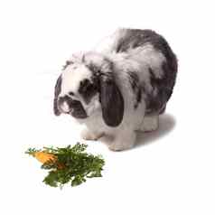 可爱的灰色白色兔子兔子胡萝卜绿色