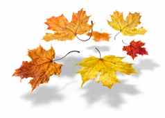色彩斑斓的秋天枫木叶子下降白色背景