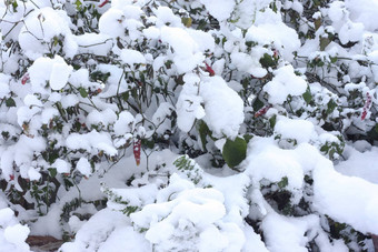 植物覆盖雪