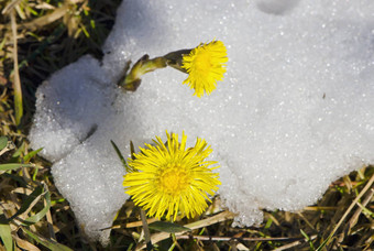 <strong>款</strong>冬布鲁姆<strong>春</strong>天雪植物不再害怕冷