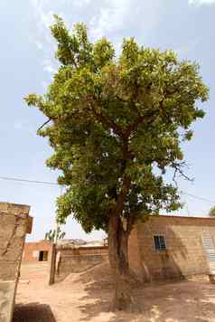 非洲酪脂树黄油树