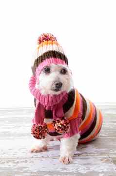 可爱的狗穿冬天毛衣
