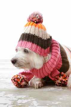 狗穿冬天羊毛服装