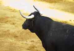 西班牙语黑色的牛的头沙子斗牛场