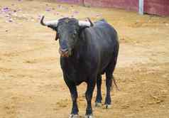 强大的西班牙语牛斗牛斗牛士马德里斗牛场