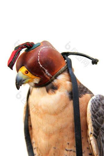 鸟猎物皮革帽